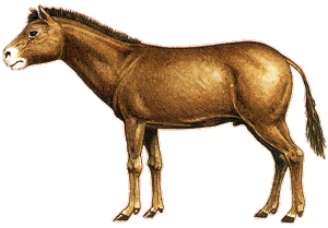 Miohippus