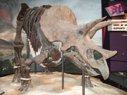 Triceratops prorsus