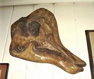 Corythosaurus-skull1-1000x8451-700x591