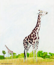 Giraffa jumae by rsnascimento-d191y1e.jpg