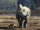 Megacerops