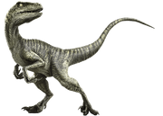 Velociraptor-info-graphic