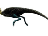 Pisanosaurus