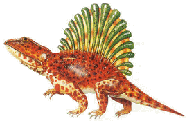 Platyhystrix.gif