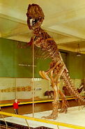 Tyrannosaurus-AMNH-skeleton-postcard1-660x10001