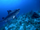 Hybodus