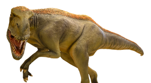5529206 orig.png