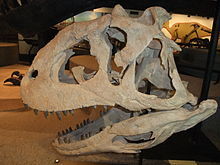220px-MajungatholusAtopus.jpg