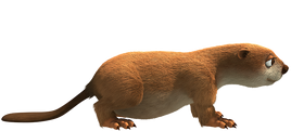 Castrocauda.png