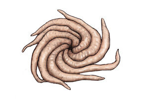 Eoandromeda.jpg