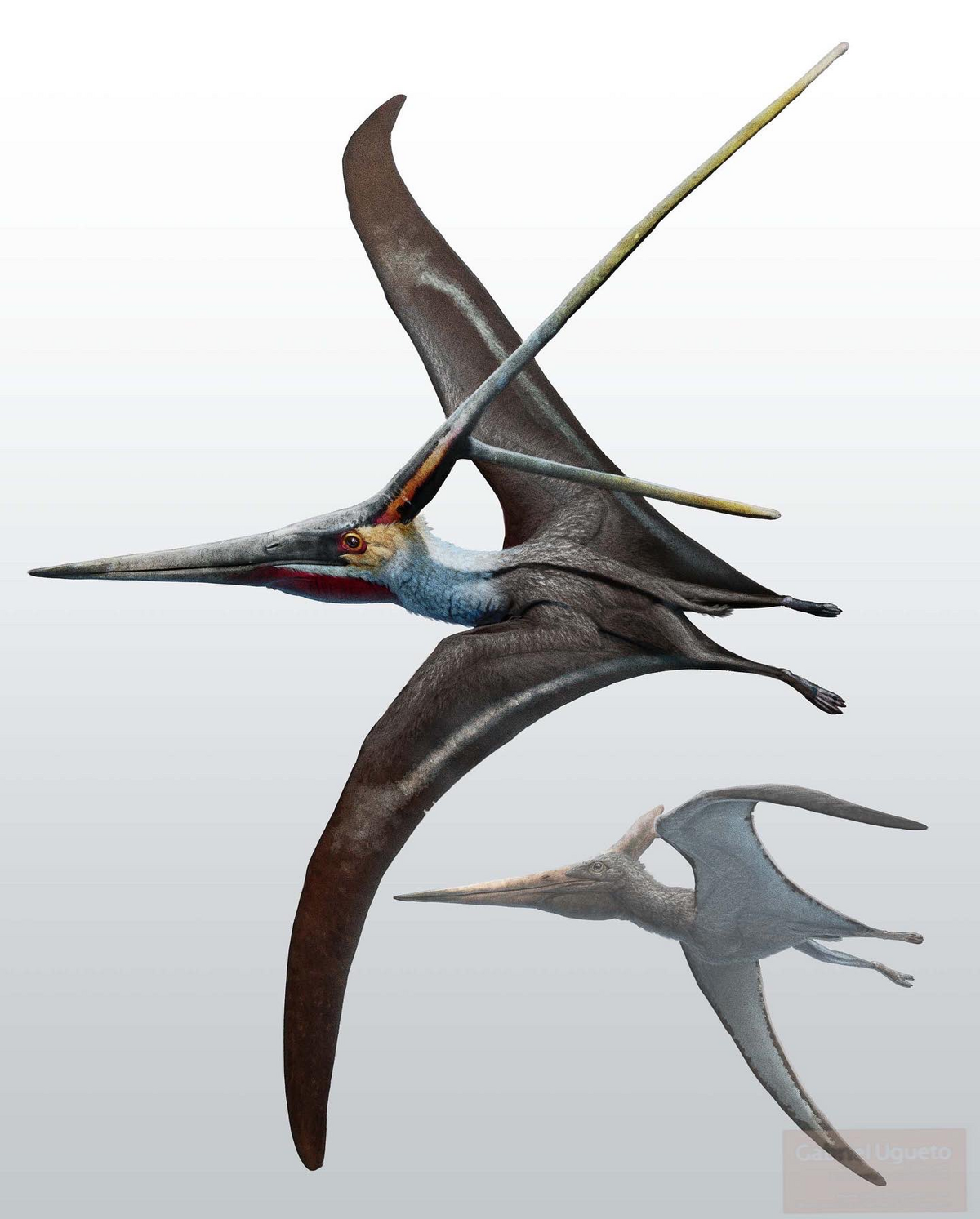 Nyctosaurus, the wild pterosaur with an antler
