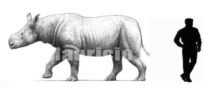 Aceratherium