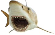 Megcutoutsmall.png