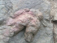 New Mexico Trex Footprint