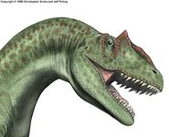 An Allosaurus head