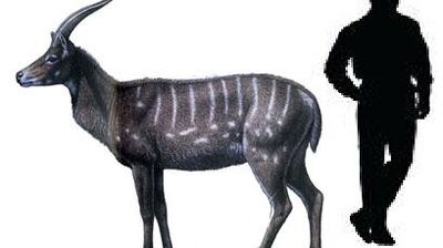 Miotragocerus.jpg