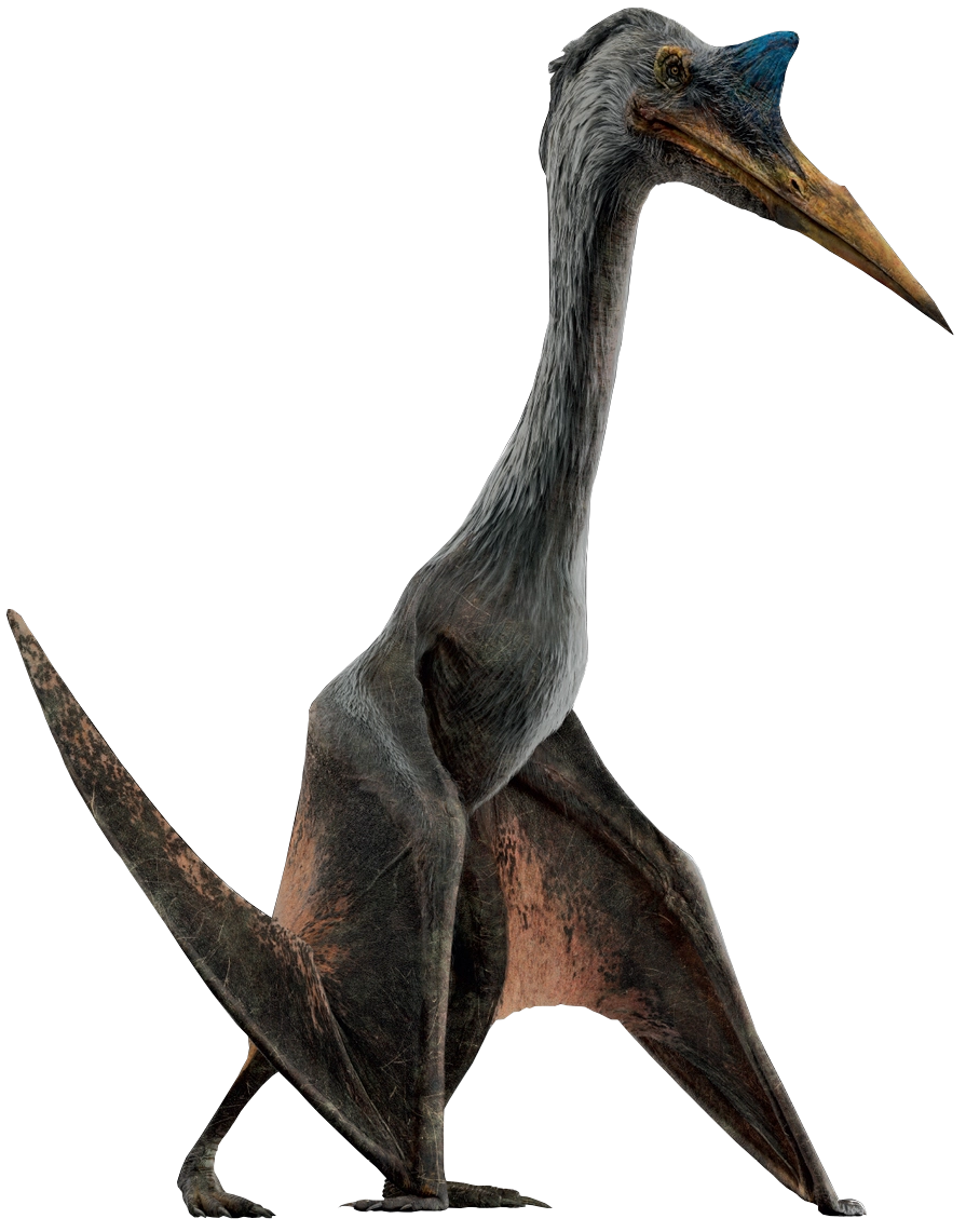 Skye high: Jurassic pterosaur discovery