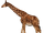 Honanotherium