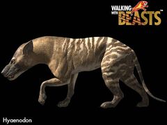 Hyaenodon large.jpg