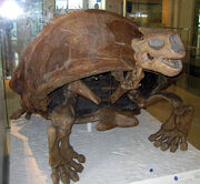 652px-Colossochelys atlas.jpg