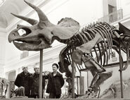 Smithsonian Triceratops 1930s