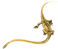 Tanystropheus.gif