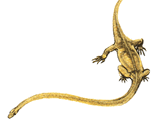 Tanystropheus