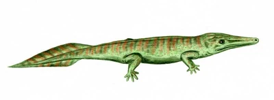 Archegosaurus