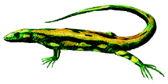 Species-hylonomus.gif