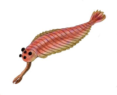 Opabinia2.jpg