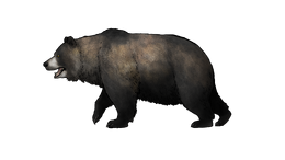 Ursus2.png