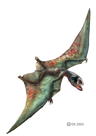 Anurognathus