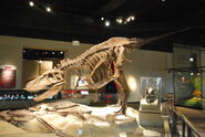 Field Museum Daspletosaurus