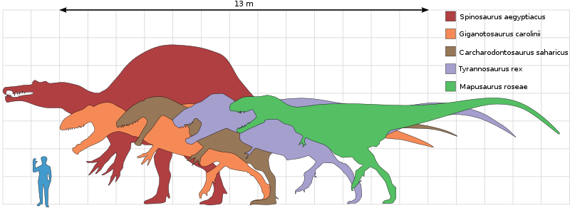 tyrannosaurus rex size