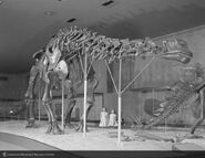 Amnhbrontosaurus1959