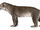 Amphicyon