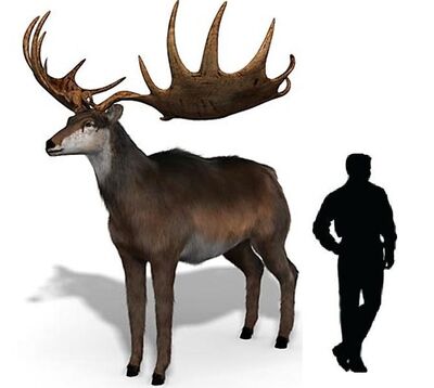 Megaloceros.jpg