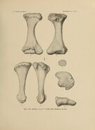 Triceratops prorsus lower himdlimb