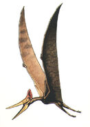 Pteranodon clearly showing large wings