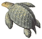 Archelon.gif