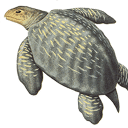 Category Turtles Dinosaur Wiki Fandom Category Turtles Dinosaur Wiki Fandom