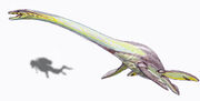 ElasmosaurusDB15