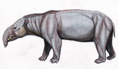 Astrapotherium