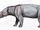Astrapotherium