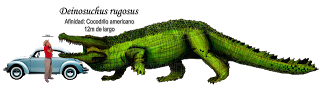 D rugosus.png