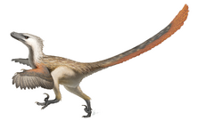 Feathered Velociraptor