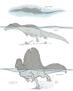 Sketches of three spinosaurids swimming postures