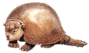 Glyptodon