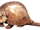 Glyptodon