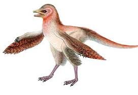 Eosinopteryx.jpg